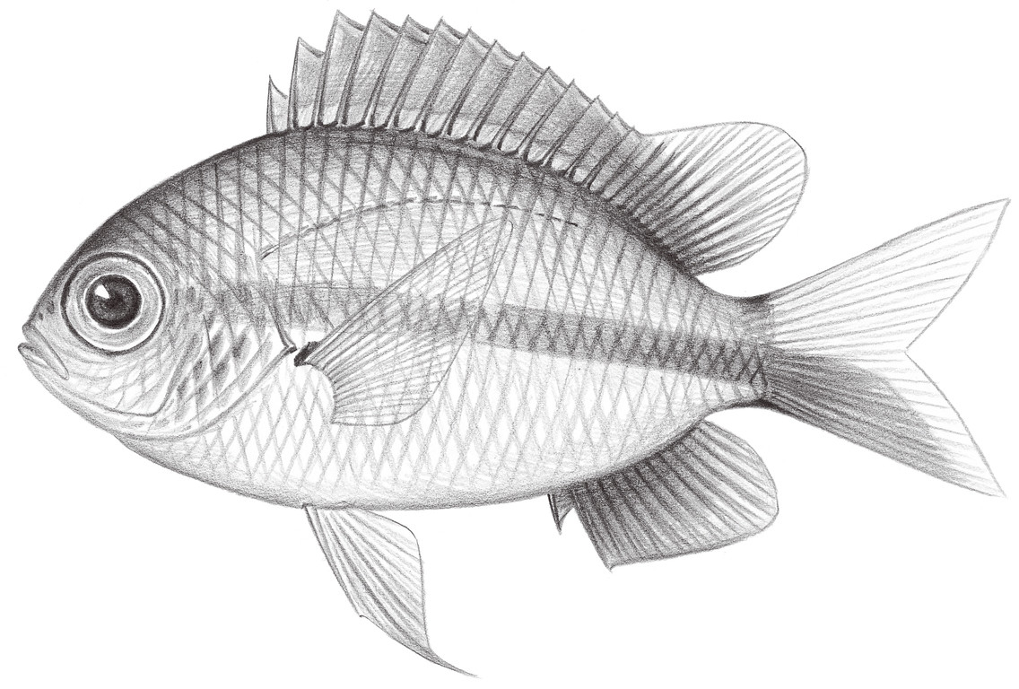 1643.	奇光鰓魚 Chromis mirationis Tanaka, 1917