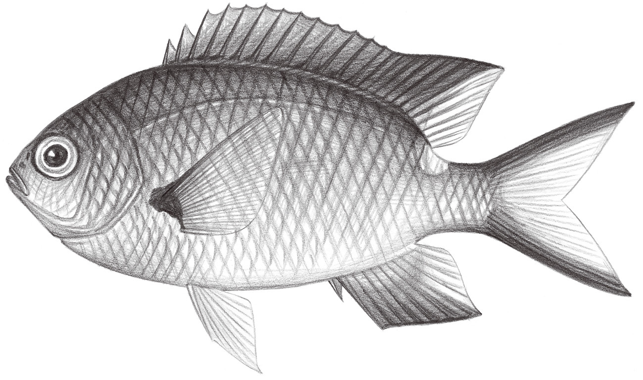 1644.	斑鰭光鰓魚 Chromis notata (Temminck & Schlegel, 1843)