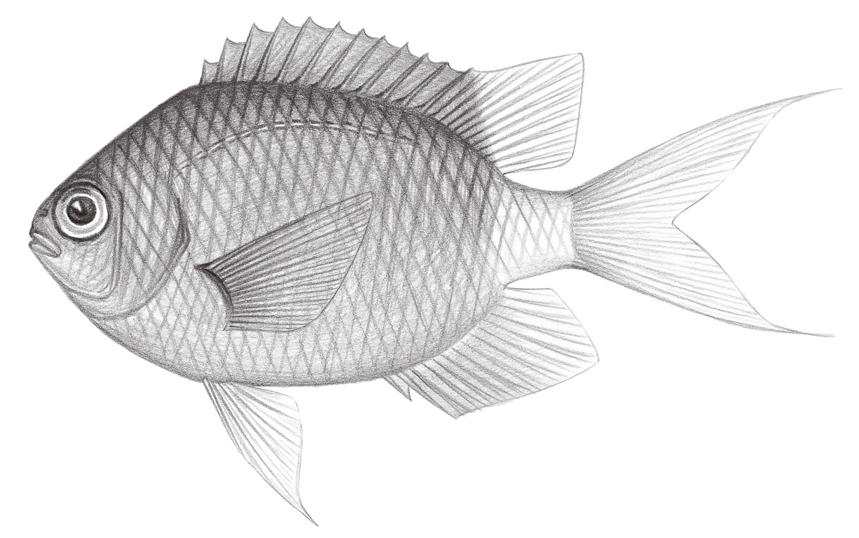 1646.	卵形光鰓魚 Chromis ovatiformis Fowler, 1946