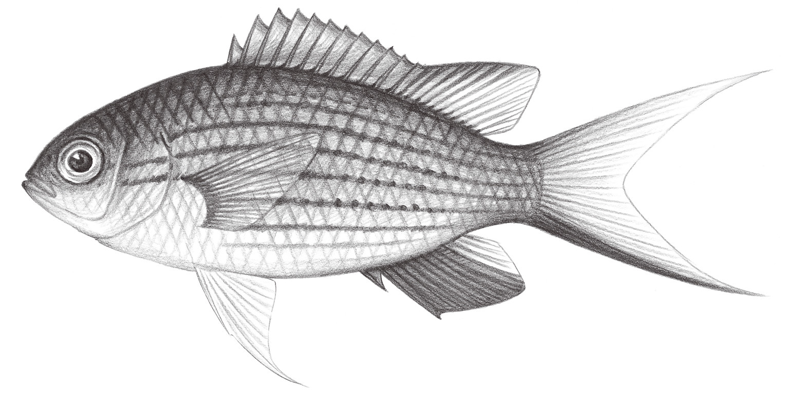 1649.	凡氏光鰓魚 Chromis vanderbilti (Fowler, 1941)