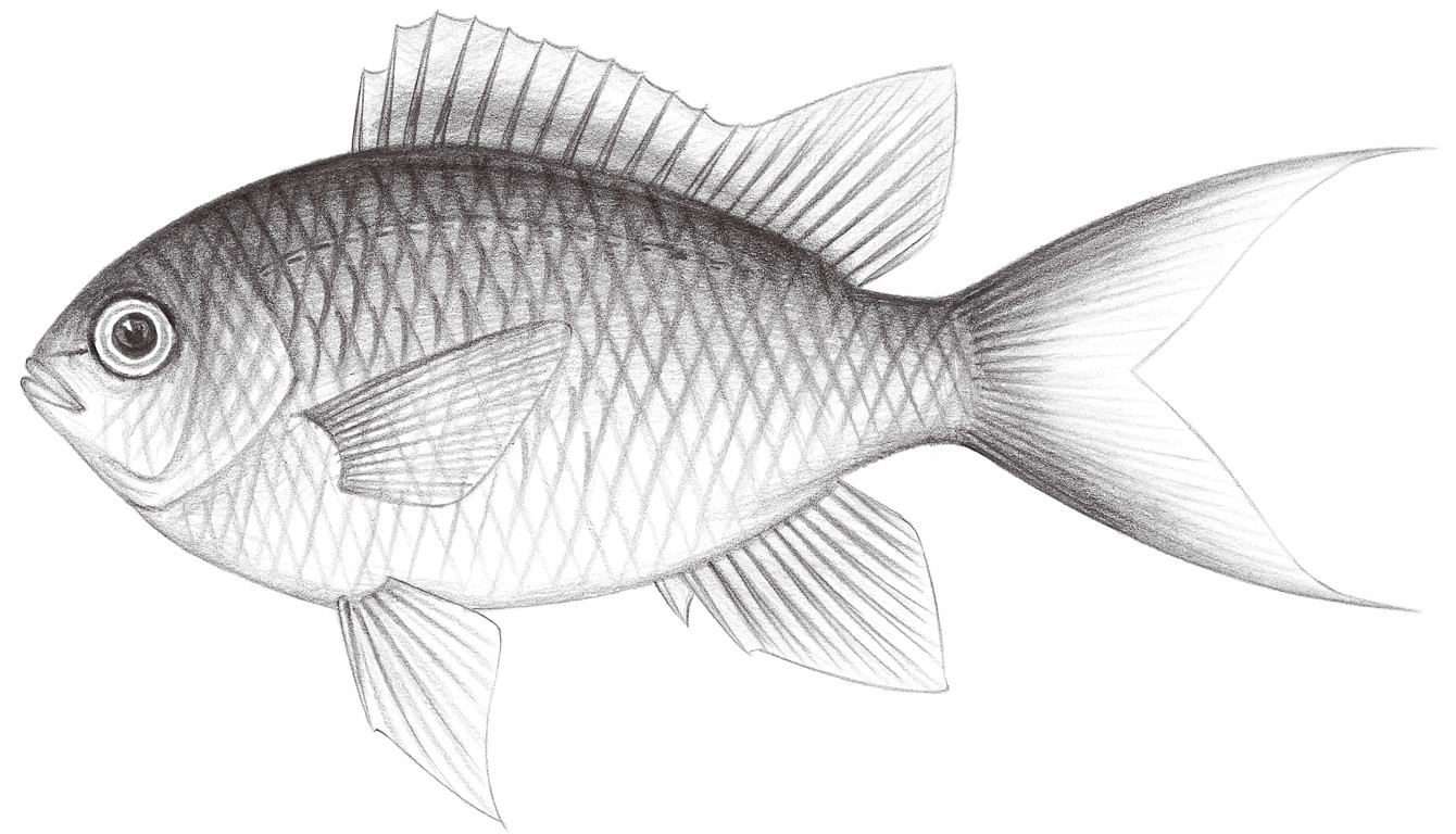 1650.	藍綠光鰓魚 Chromis viridis (Cuvier, 1830)