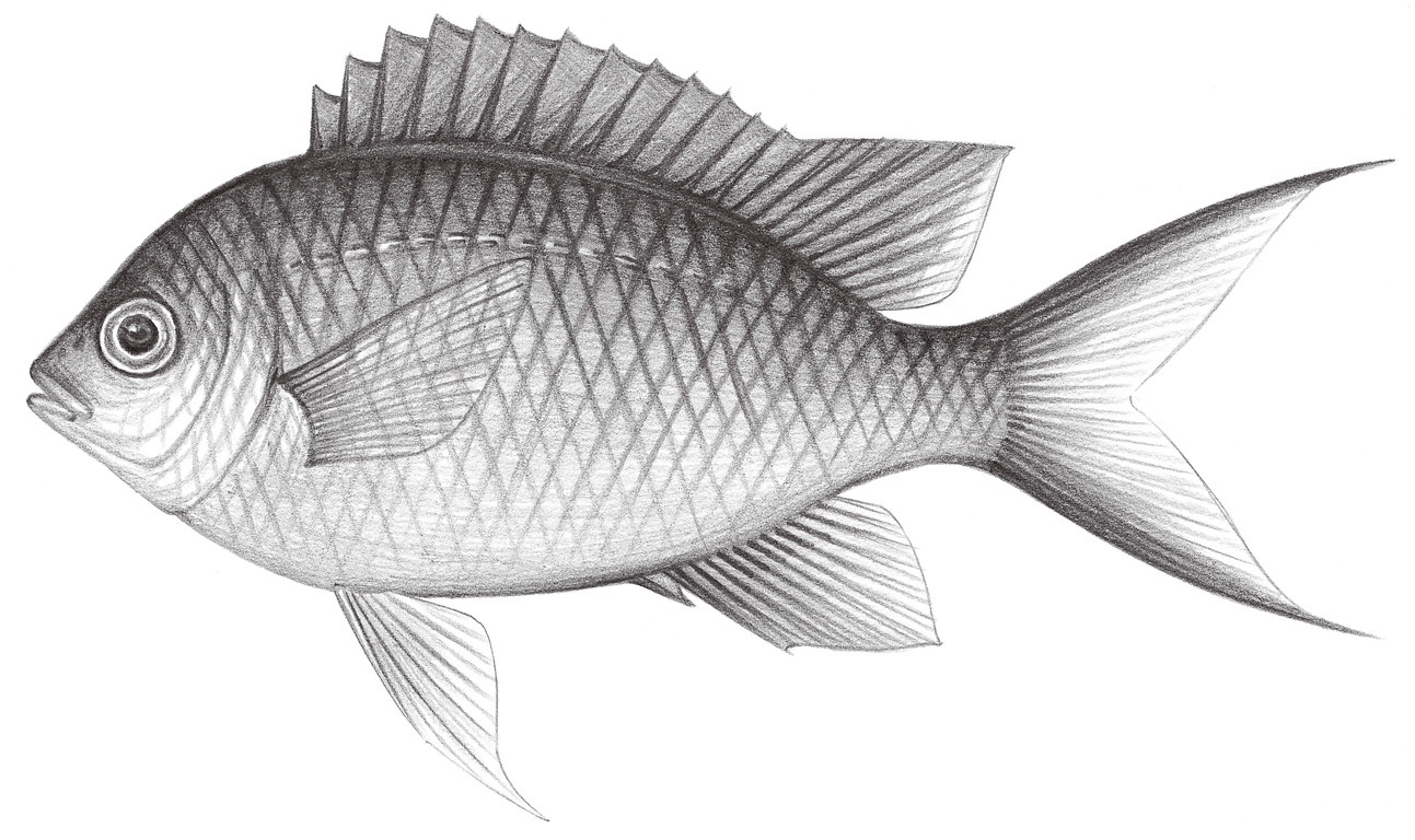 1652.	黃光鰓魚 Chromis xanthochira (Bleeker, 1851)
