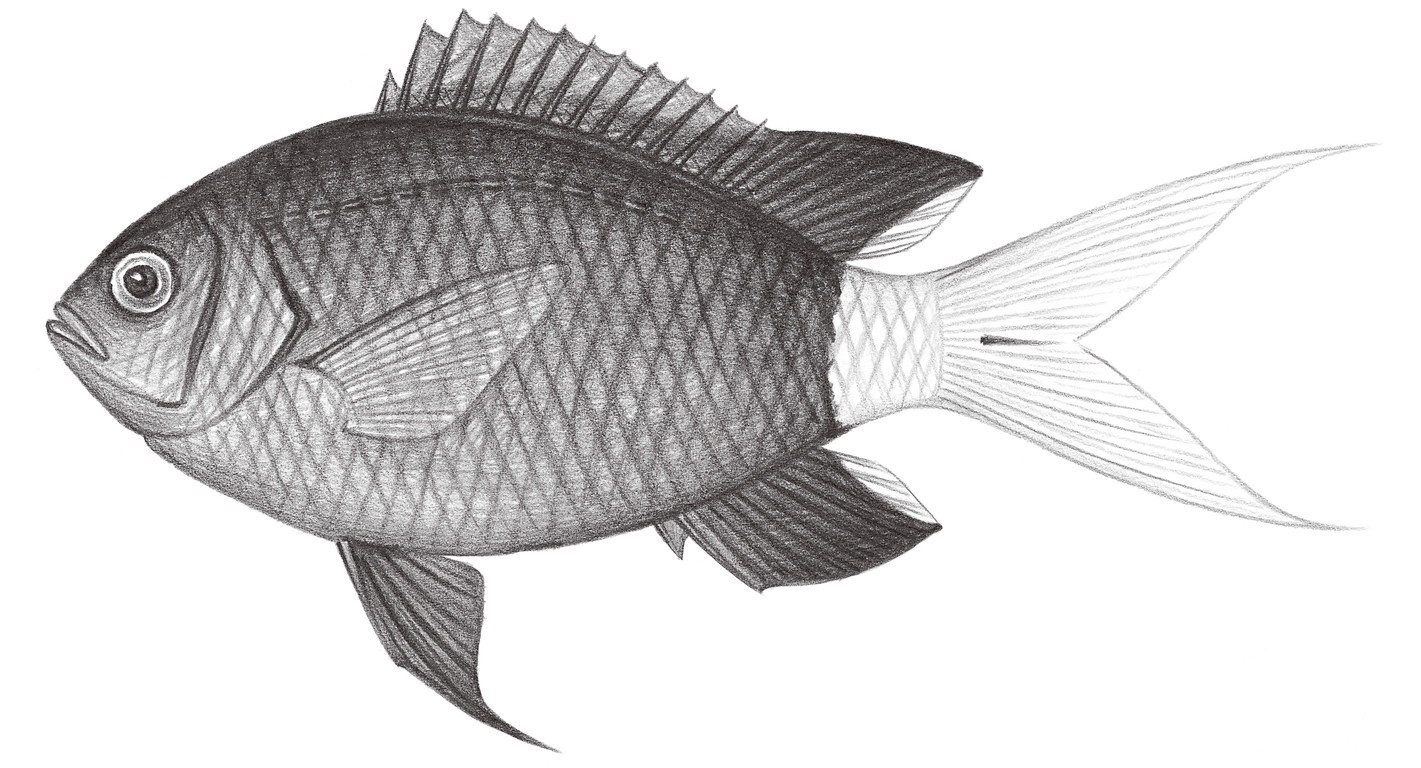 1653.	黃尾光鰓魚 Chromis xanthura (Bleeker, 1854)