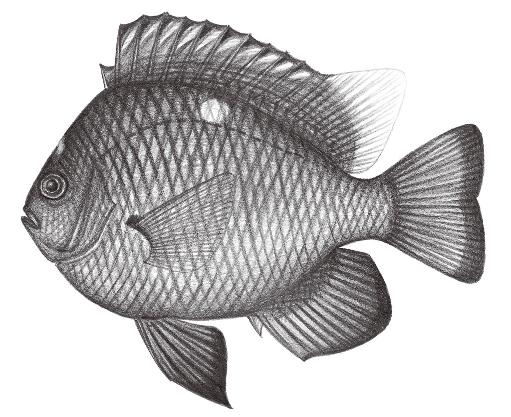 1657.	三斑宅泥魚 Dascyllus trimaculatus (Rüppell, 1828)