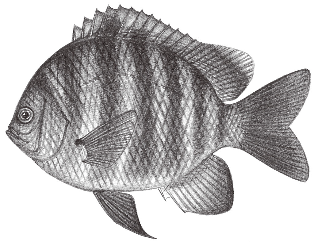 1661.	七帶豆娘魚 Abudefduf septemfasciatus (Cuvier, 1830)