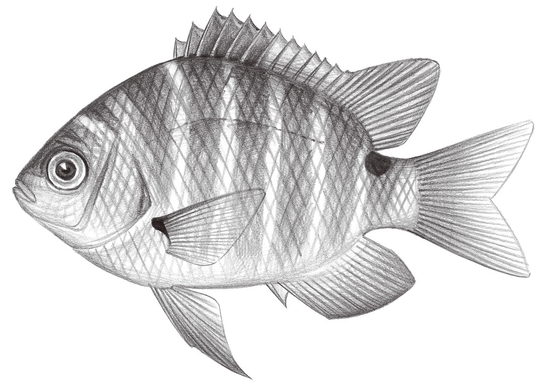 1663.	梭地豆娘魚 Abudefduf sordidus (Forsskål, 1775)