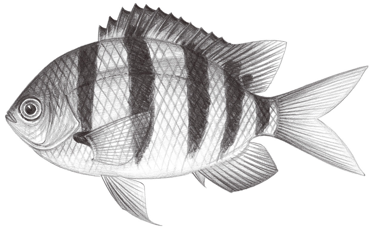 1664.	五帶豆娘魚 Abudefduf vaigiensis (Quoy & Gaimard, 1825)