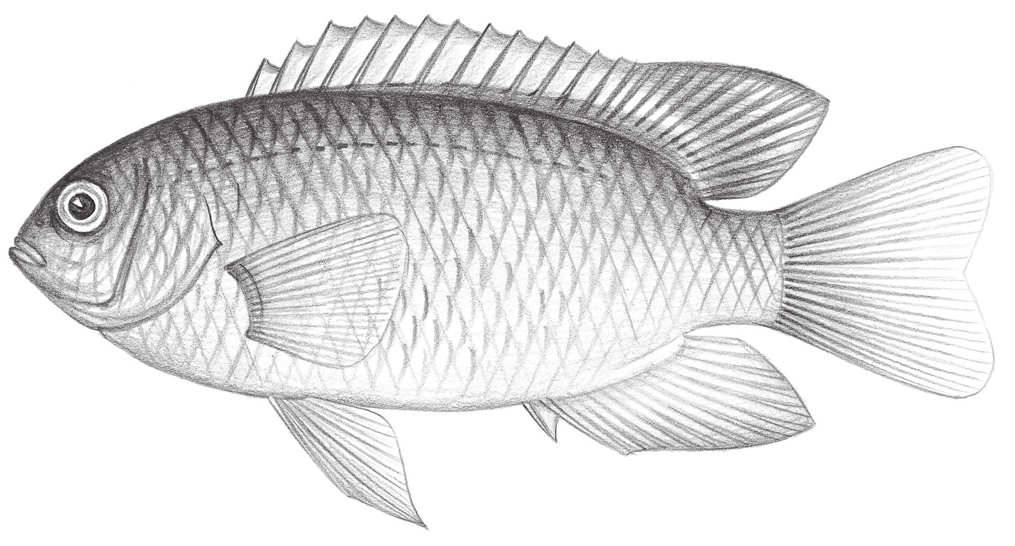 1673.	灰金翅雀鯛 Chrysiptera glauca (Cuvier, 1830)