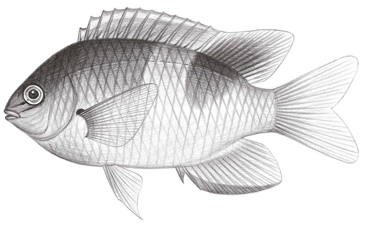 1680.	黑背盤雀鯛 Dischistodus prosopotaenia (Bleeker, 1852)