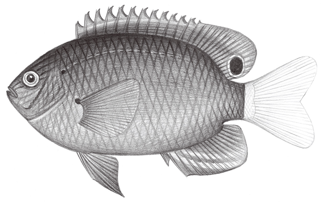 1694.	斑卡雀鯛 Pomacentrus bankanensis Bleeker, 1853