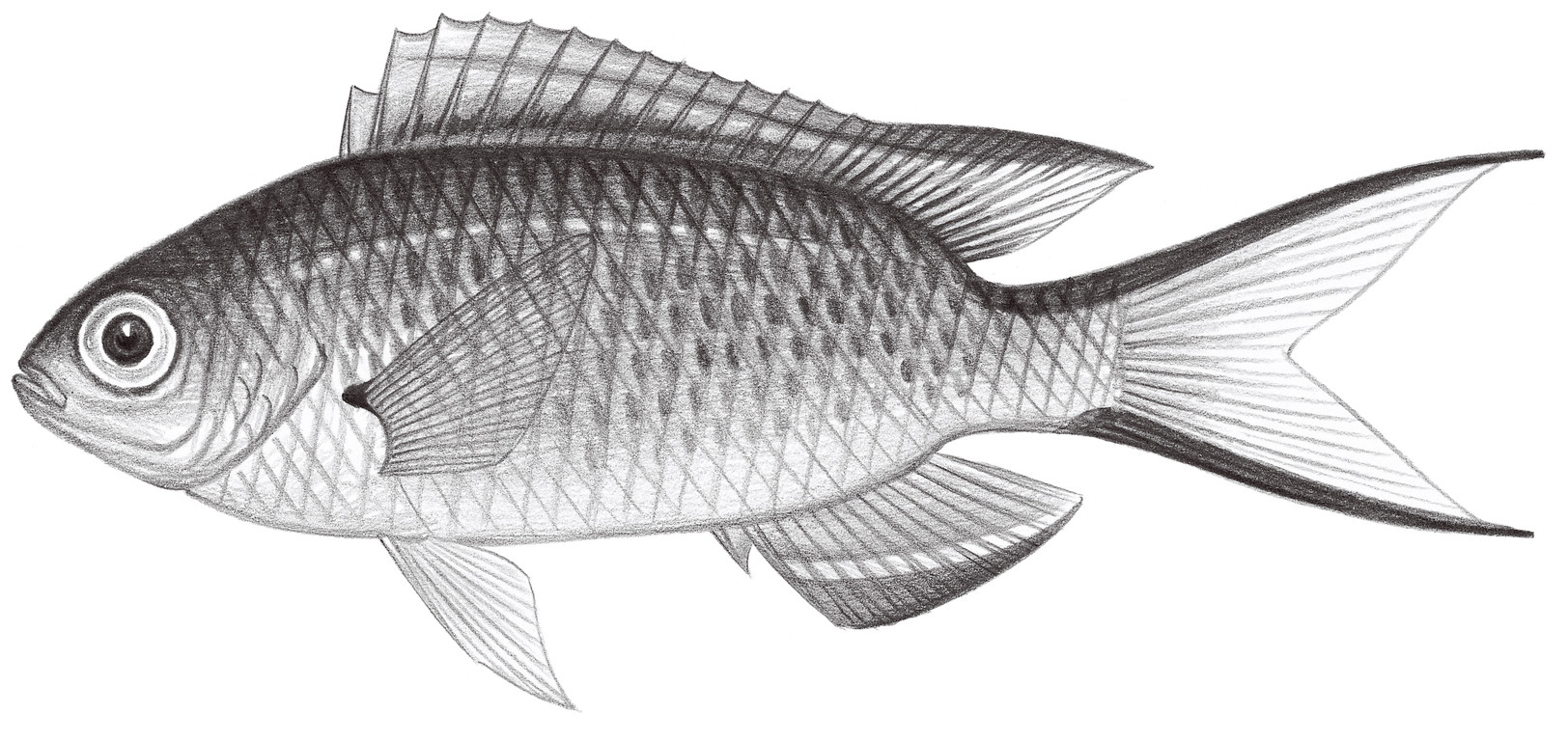 1708.	李氏波光鰓魚 Pomachromis richardsoni (Snyder, 1909)