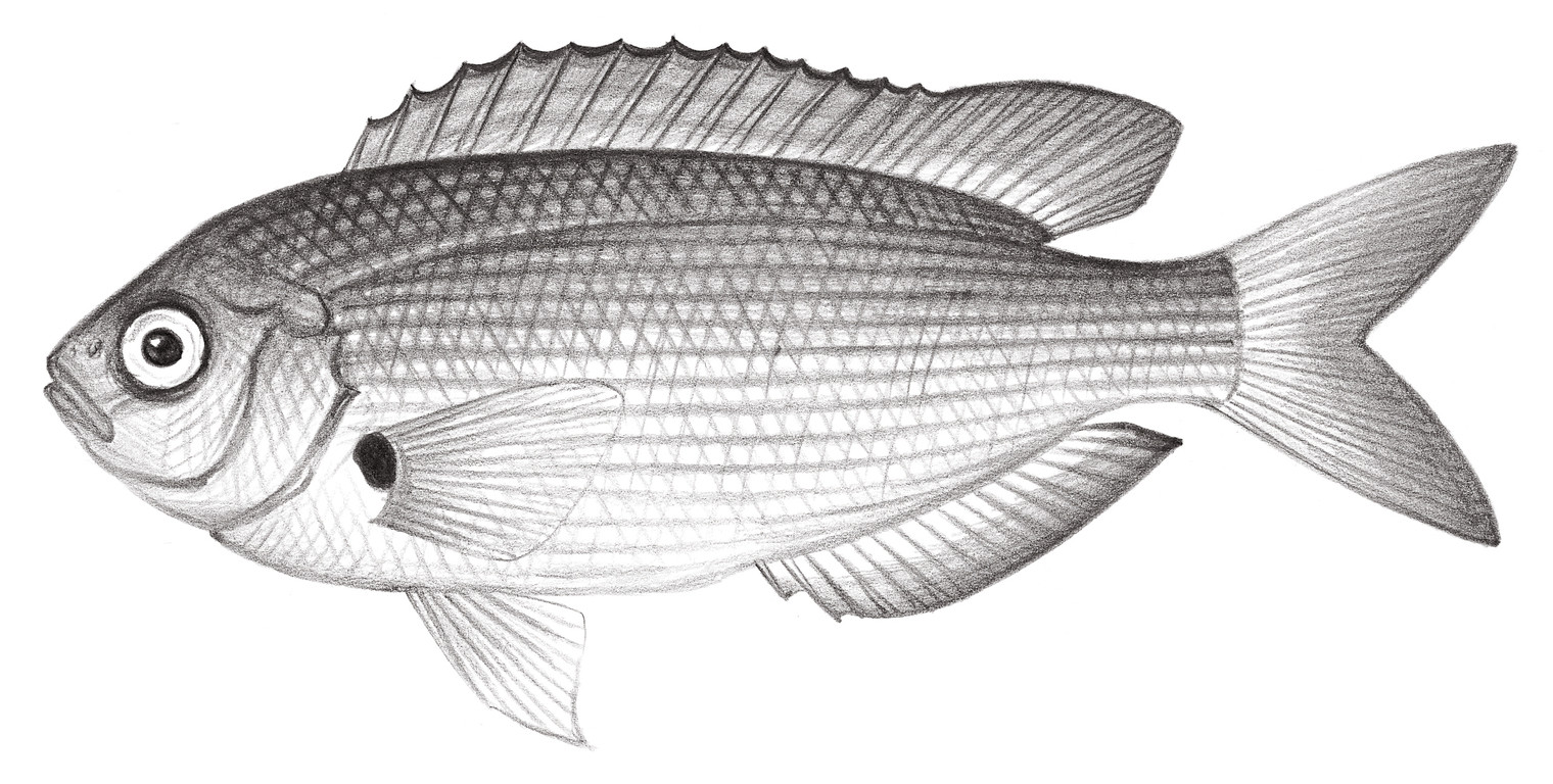 1719.	喬氏蜥雀鯛 Teixeirichthys jordani (Rutter, 1897)