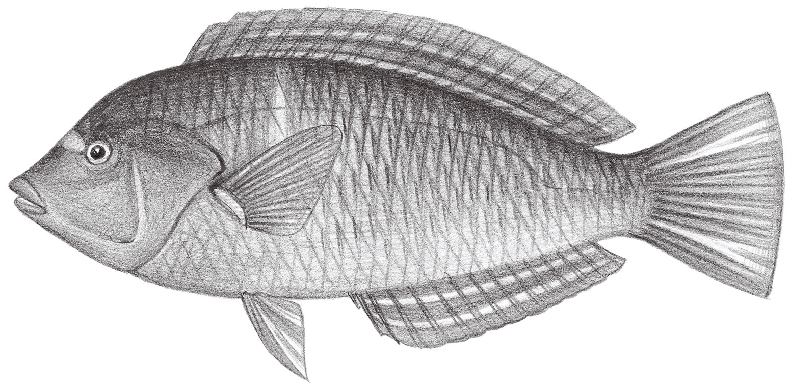 1720.	青斑阿南魚 Anampses caeruleopunctatus Rüppell, 1828