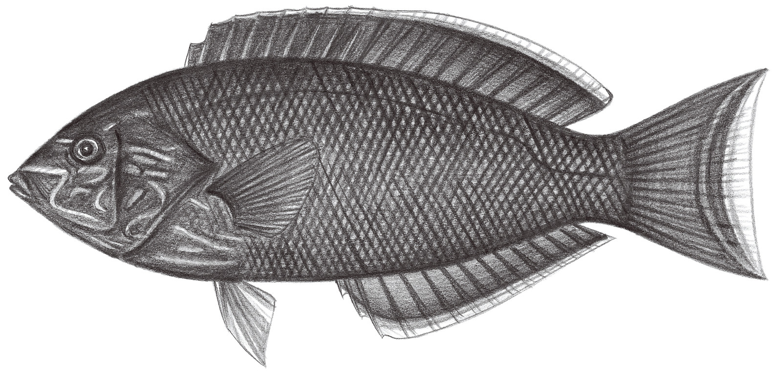 1721.	藍紋阿南魚 Anampses geographicus Valenciennes, 1840