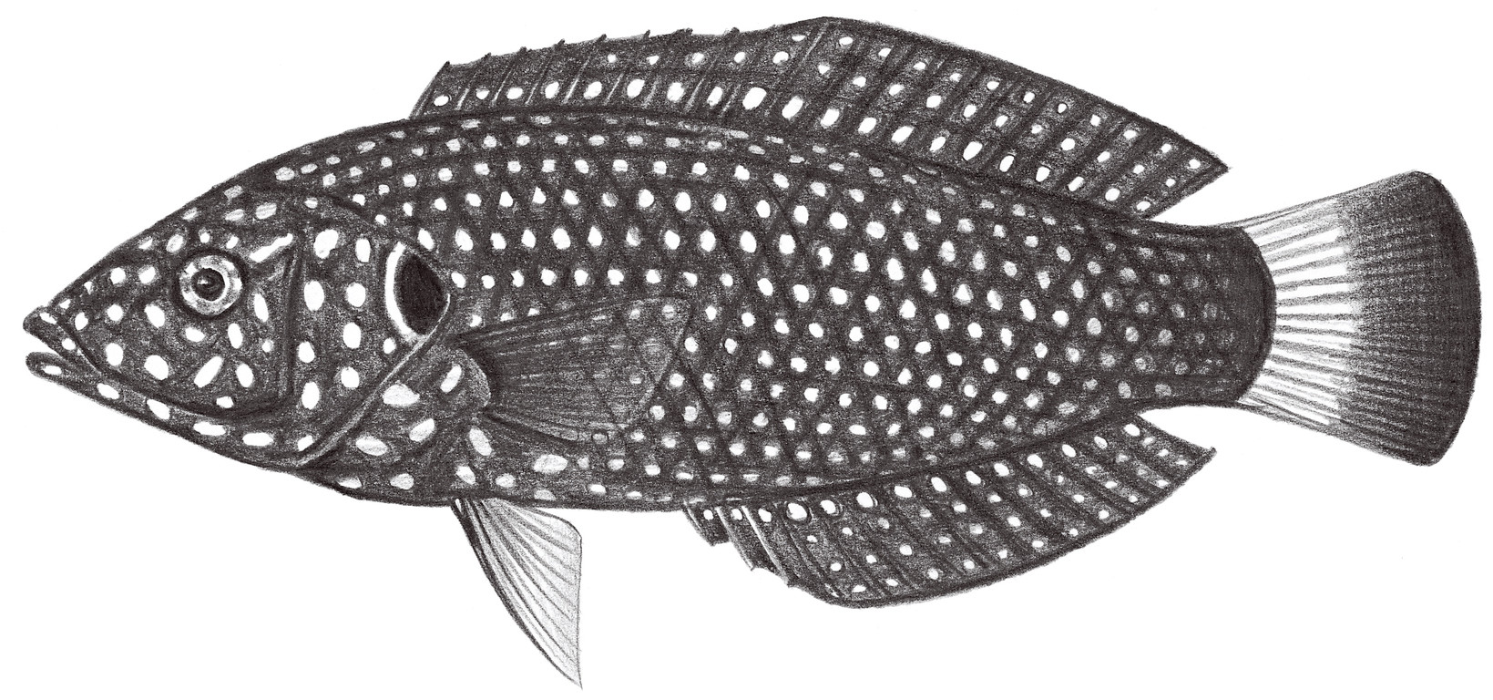 1722.	黑尾阿南魚 Anampses melanurus Bleeker, 1857