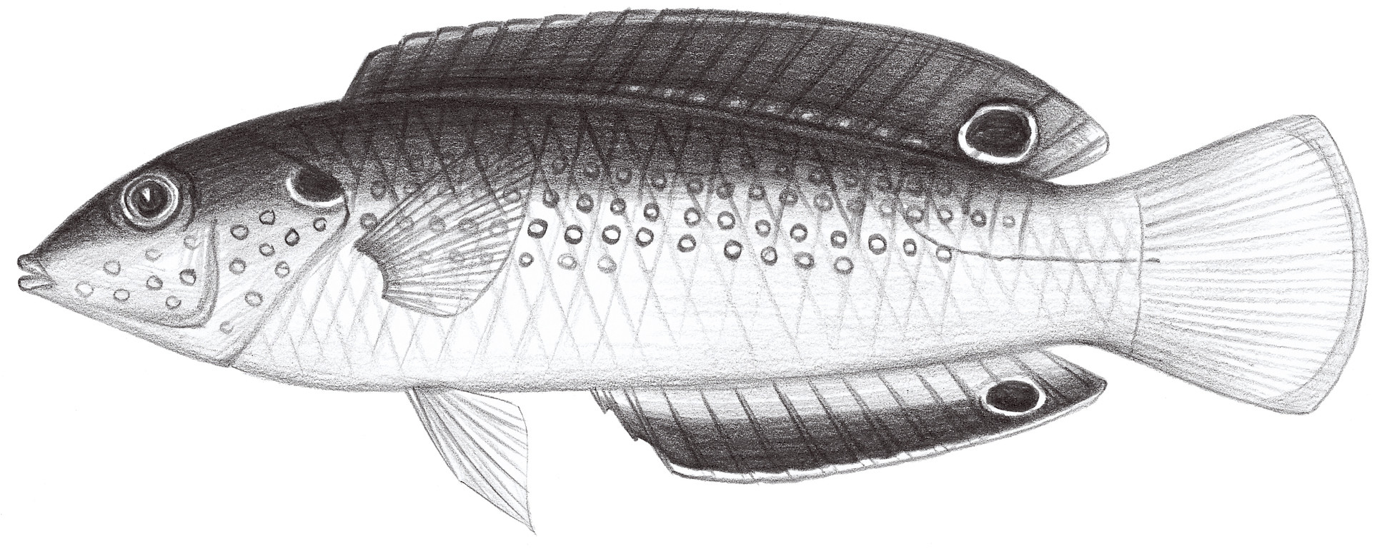 1724.	新幾內亞阿南魚 Anampses neoguinaicus Bleeker, 1878