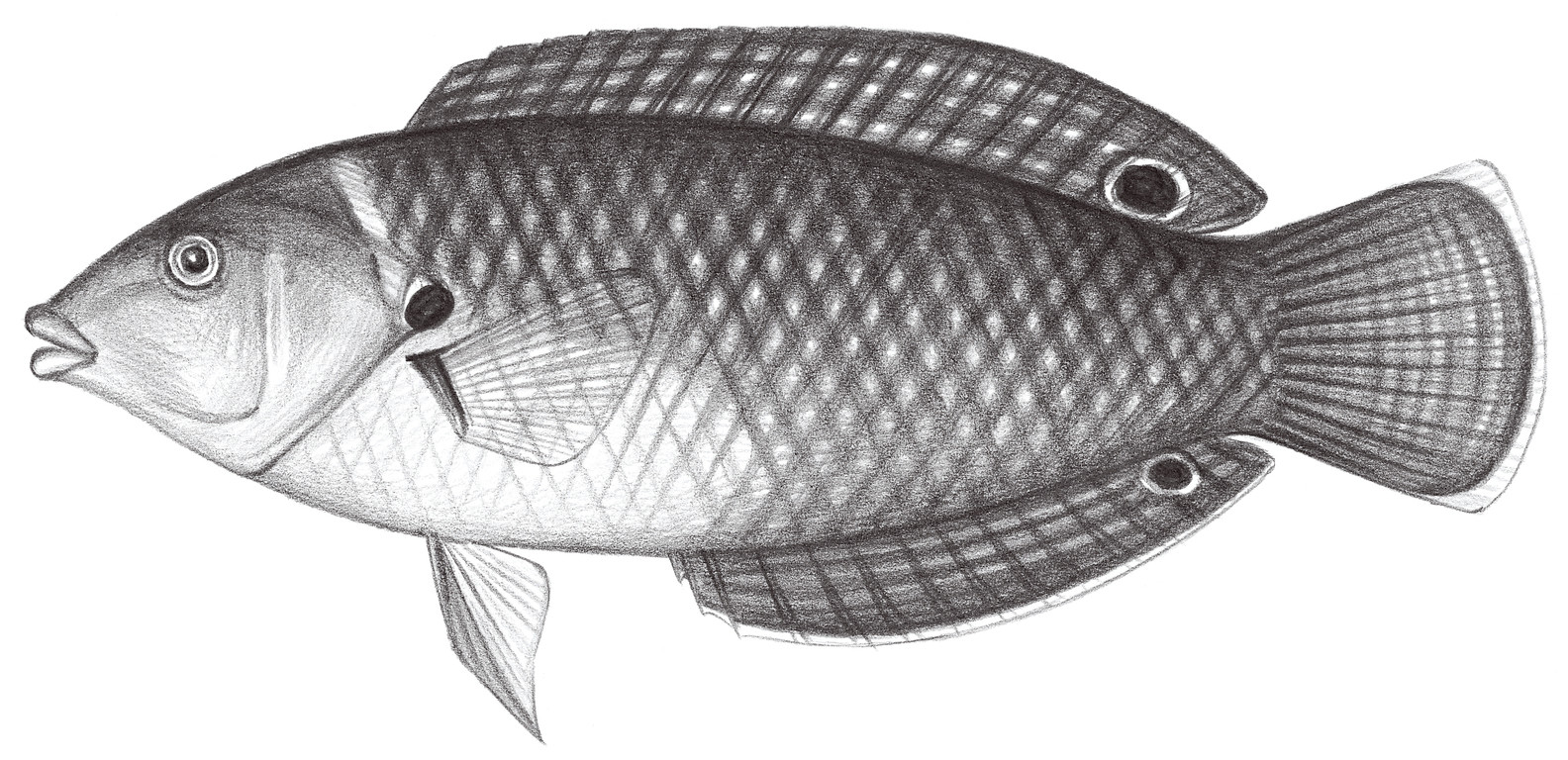 1725.	雙斑阿南魚 Anampses twistii Bleeker, 1856