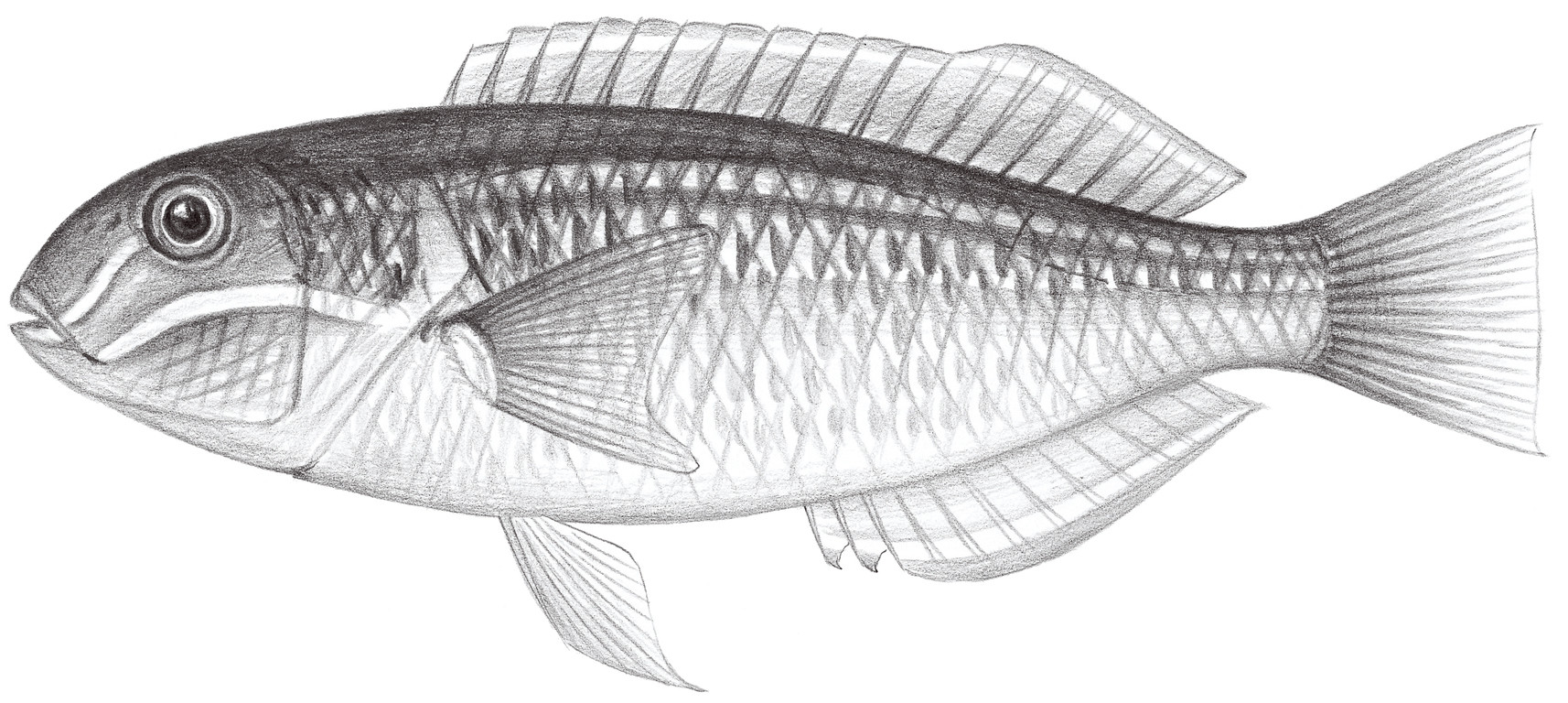 1749.	裸頰豬齒魚 Choerodon gymnogenys (Günther, 1867)