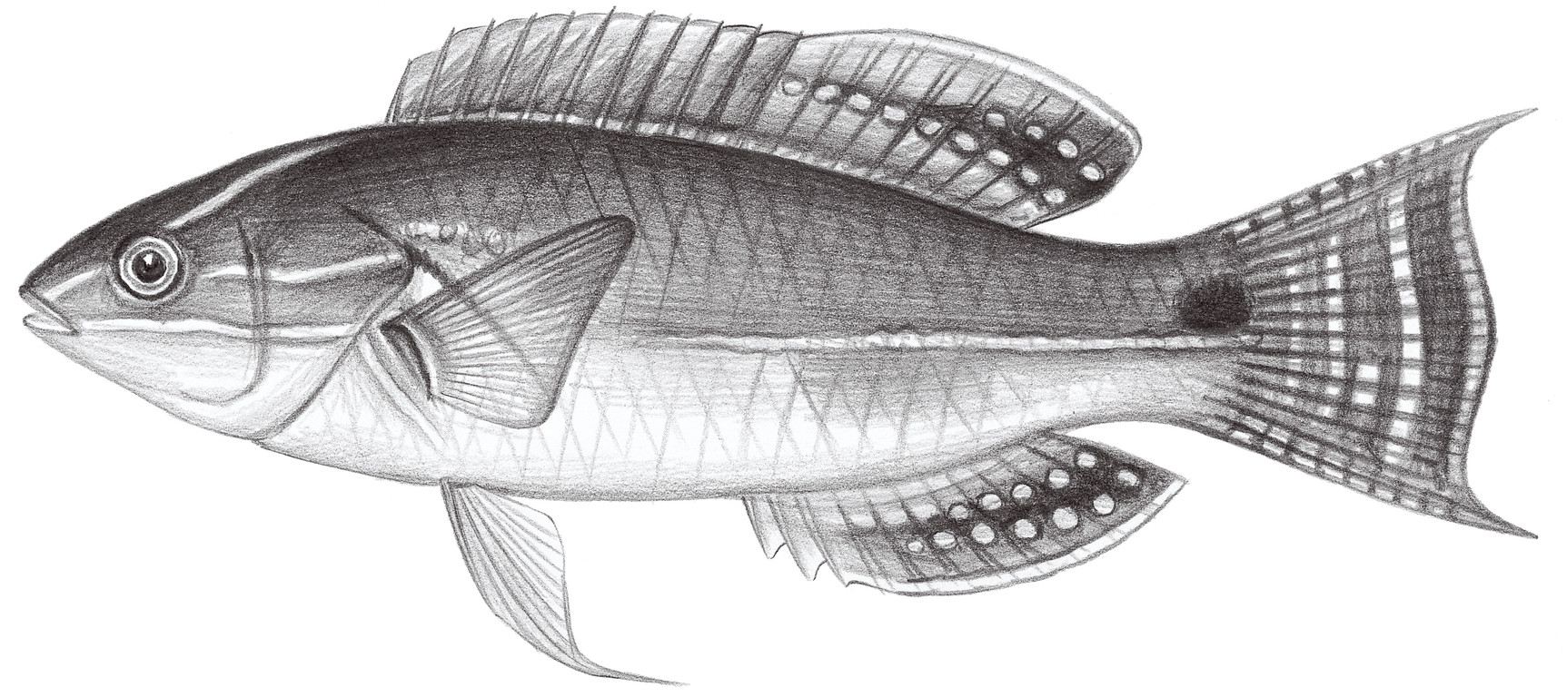 1754.	尾斑絲鰭鯛 Cirrhilabrus exquisitus Smith, 1957