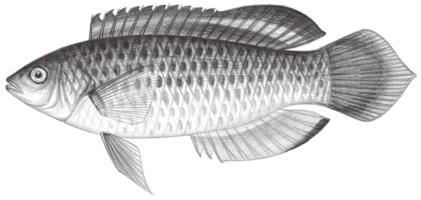 1756.	黑緣絲鰭鯛 Cirrhilabrus melanomarginatus Randall & Shen, 1978