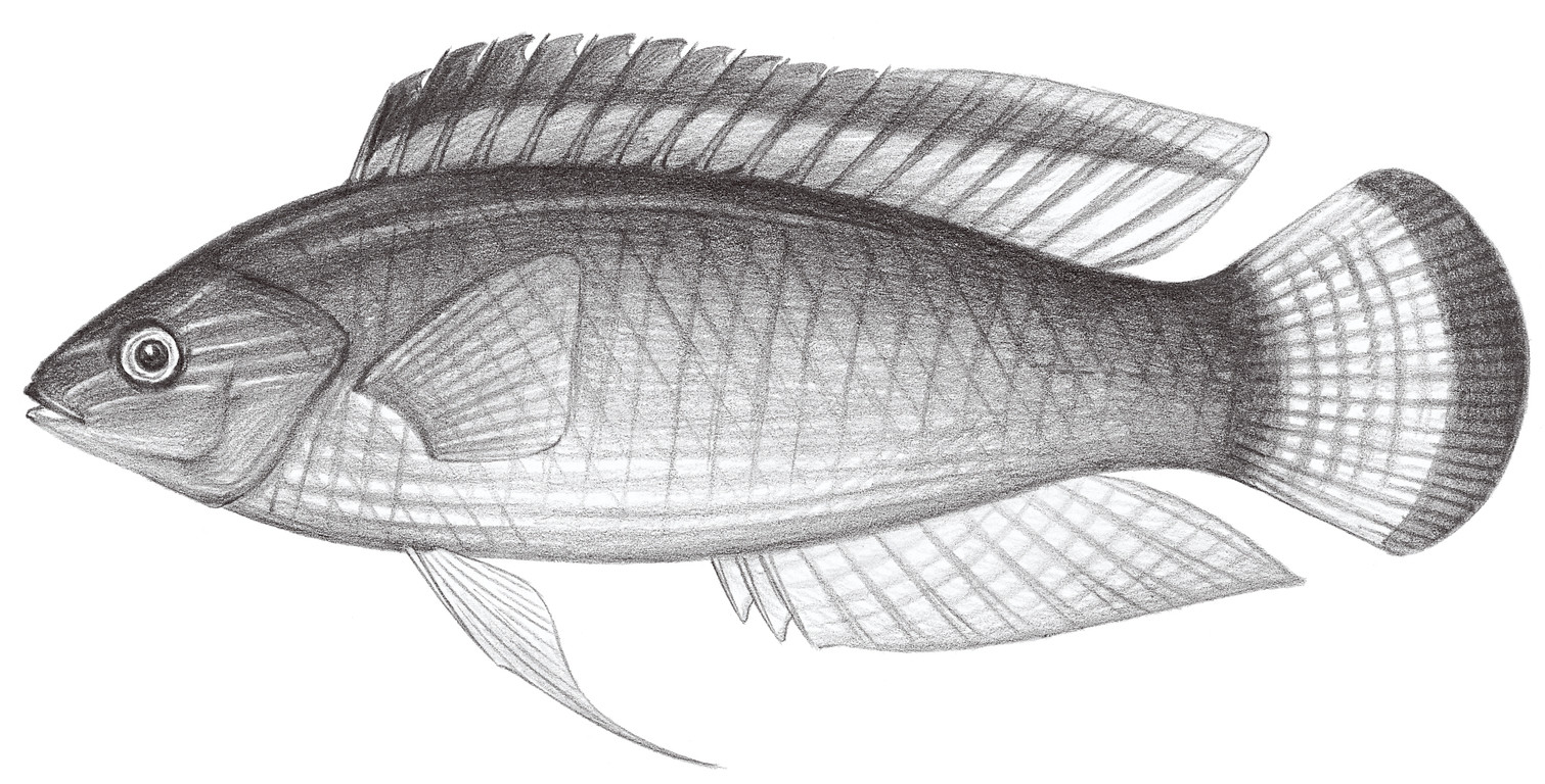 1757.	紅緣絲鰭鯛 Cirrhilabrus rubrimarginatus Randall, 1992