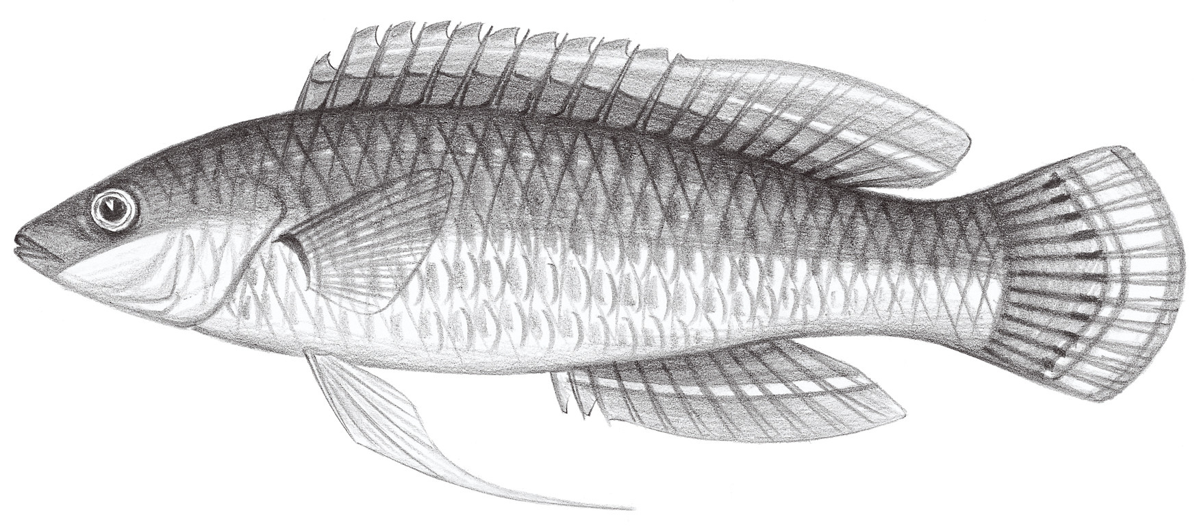 1758.	丁氏絲鰭鯛 Cirrhilabrus temminckii Bleeker, 1853