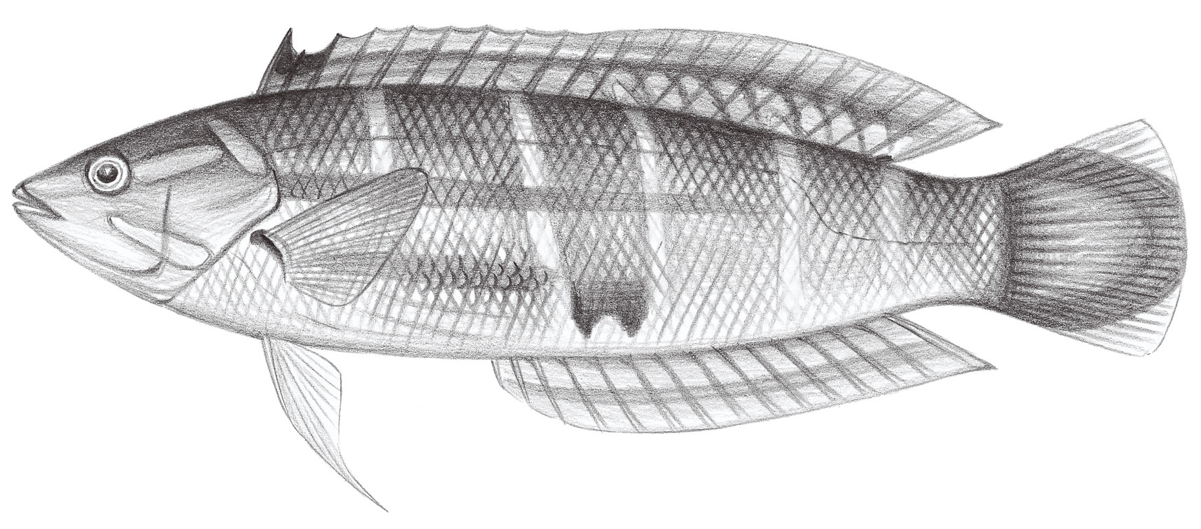 1761.	背斑盔魚 Coris dorsomacula (Fowler, 1907)