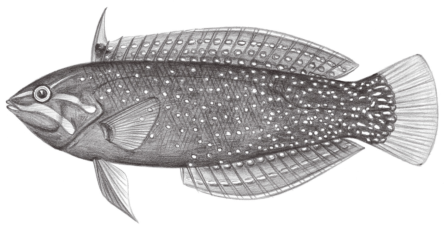 1762.	蓋馬盔魚 Coris gaimard (Quoy & Gaimard, 1824)