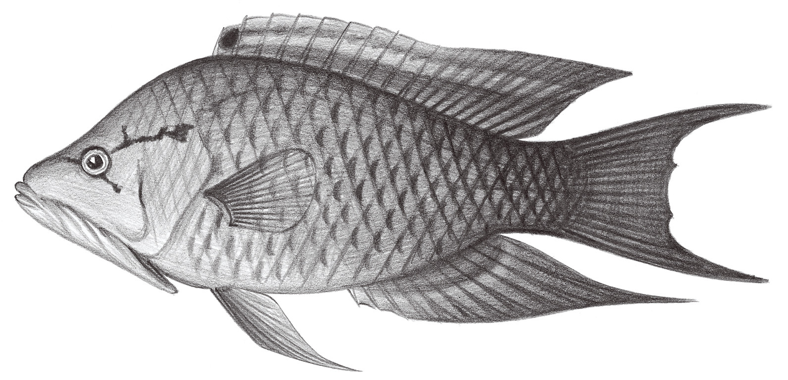 1765.	伸口魚 Epibulus insidiator (Pallas, 1770)