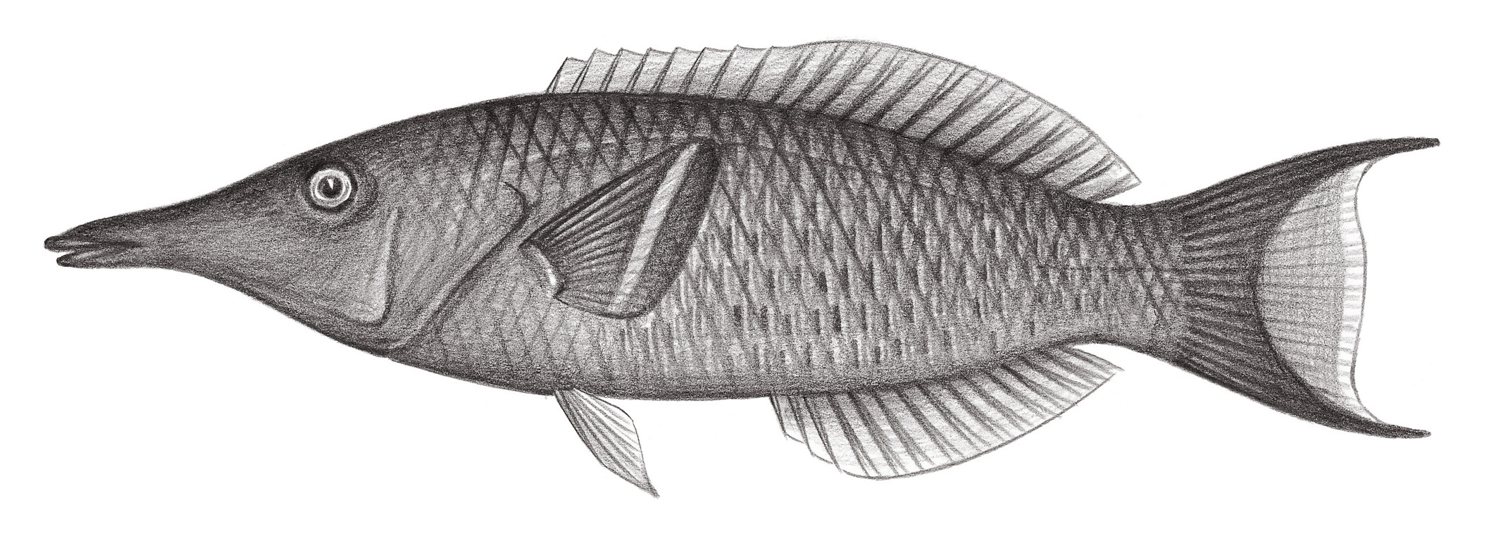1766.	雜色尖嘴魚 Gomphosus varius Lacépède, 1801