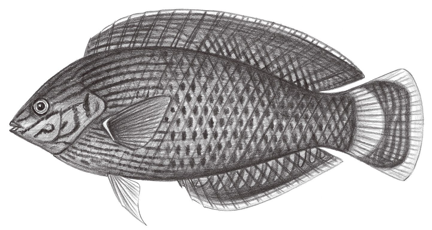 1773.	緣鰭海豬魚 Halichoeres marginatus Rüppell, 1835