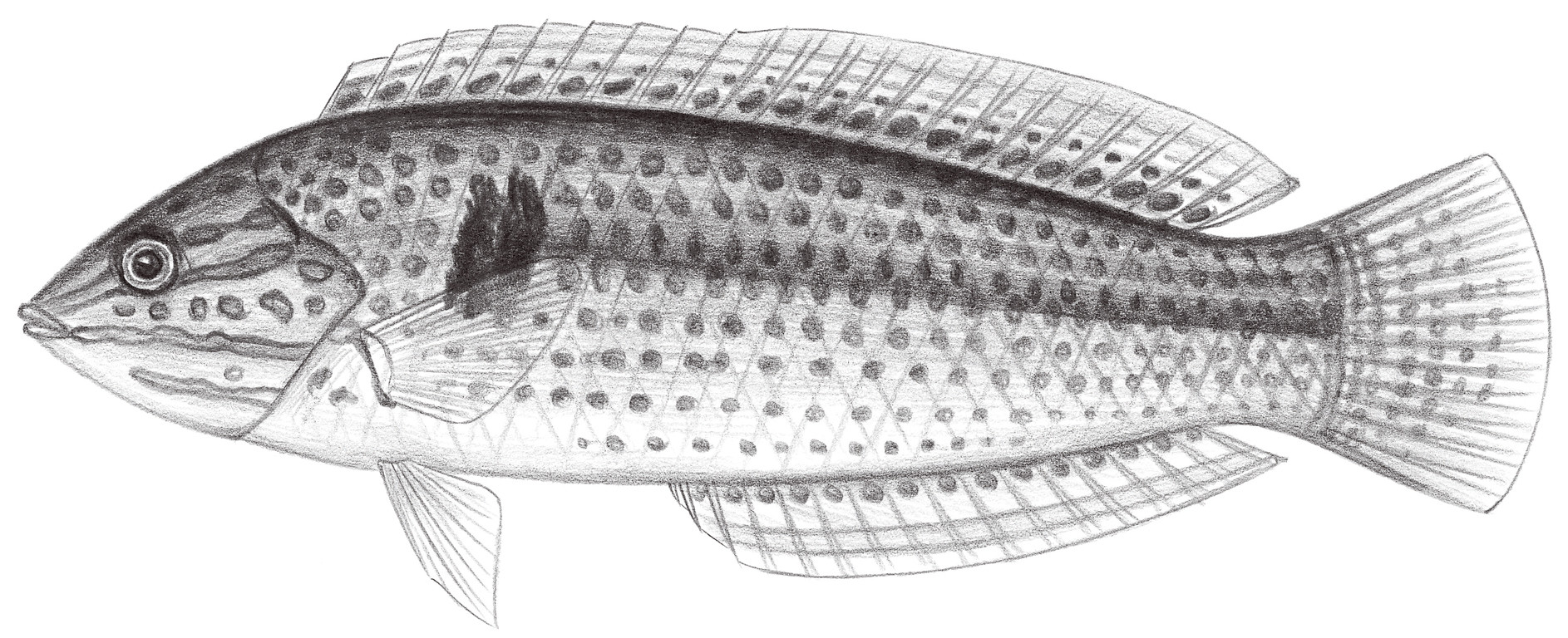 1780.	花鰭海豬魚 Halichoeres poecilopterus (Temminck & Schlegel, 1845)