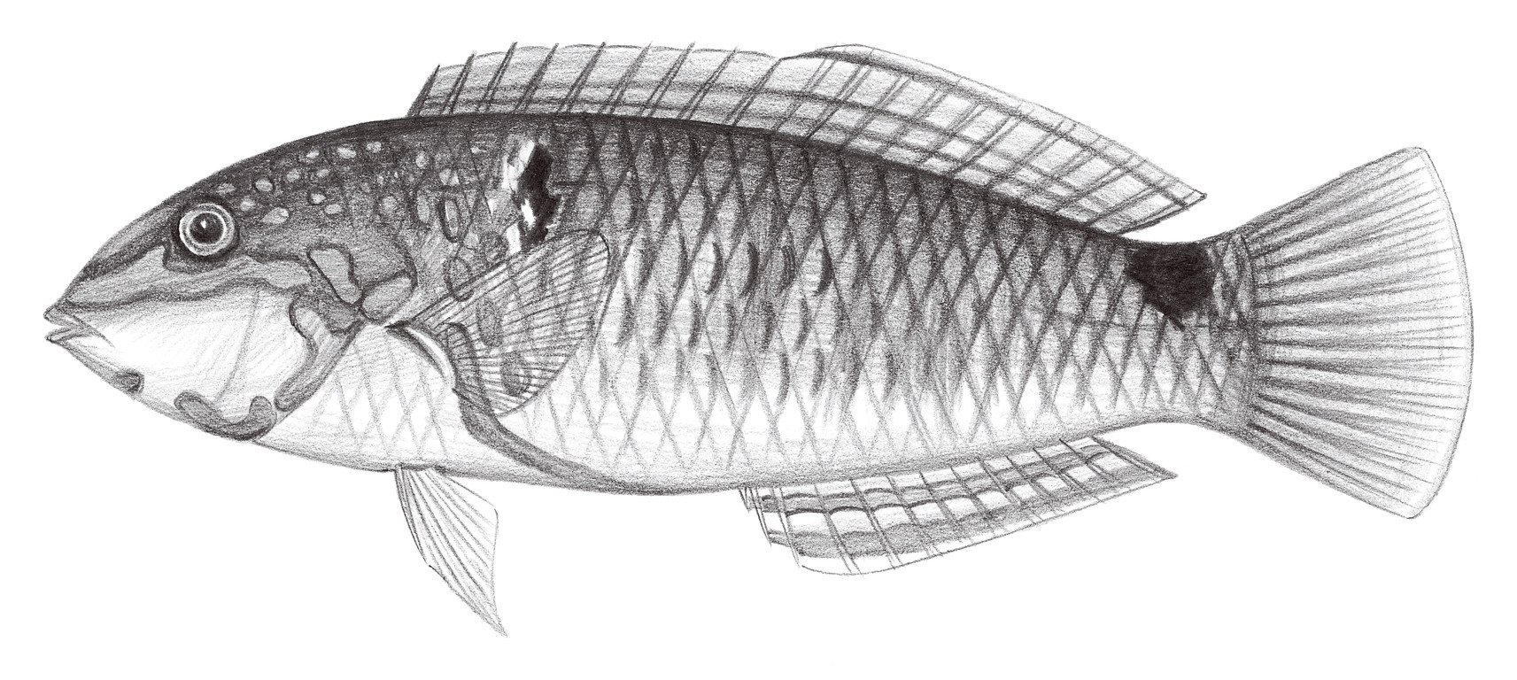 1785.	三斑海豬魚 Halichoeres trimaculatus (Quoy & Gaimard, 1834)