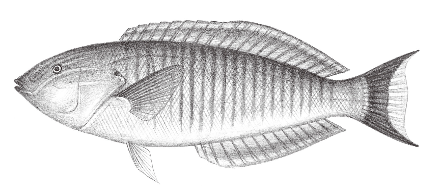 1788.	環紋全裸鸚鯛 Hologymnosus annulatus (Lacépède, 1801)