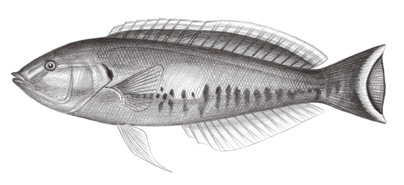 1790.	玫瑰全裸鸚鯛 Hologymnostus rhodonotus Randall & Yamakawa, 1988