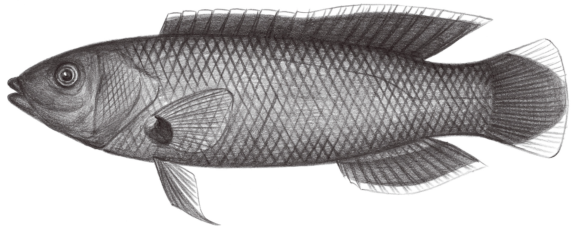 1800.	曼氏擬隆鯛 Labropsis manabei Schmidt, 1930