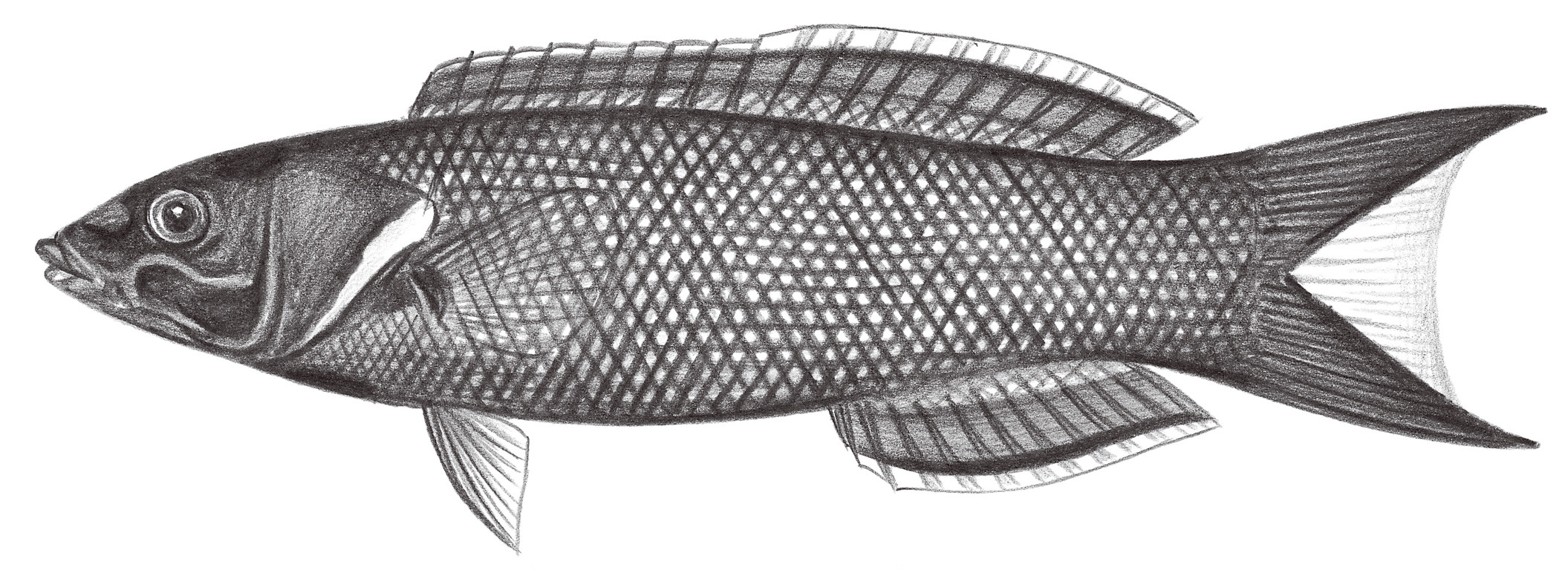 1801.	多紋擬隆鯛（黃背擬隆鯛） Labropsis xanthonota Randall, 1981