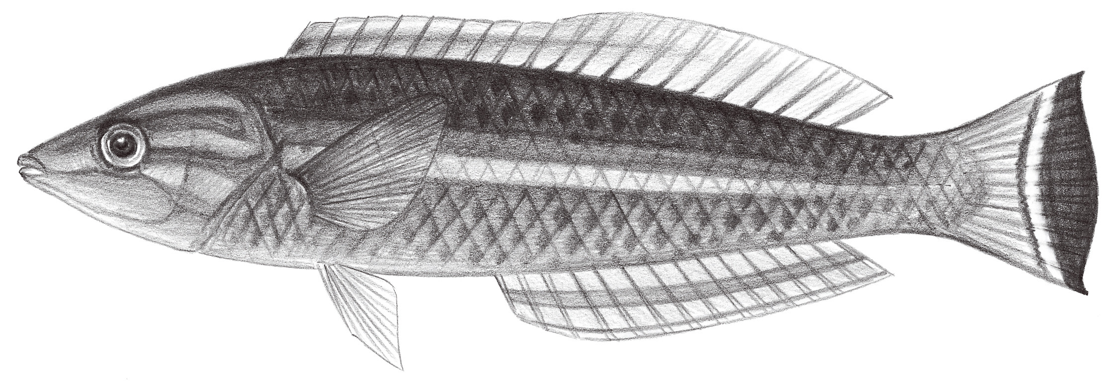 1815.	擬海豬魚 Pseudjuloides cerasinus (Snyder, 1904)