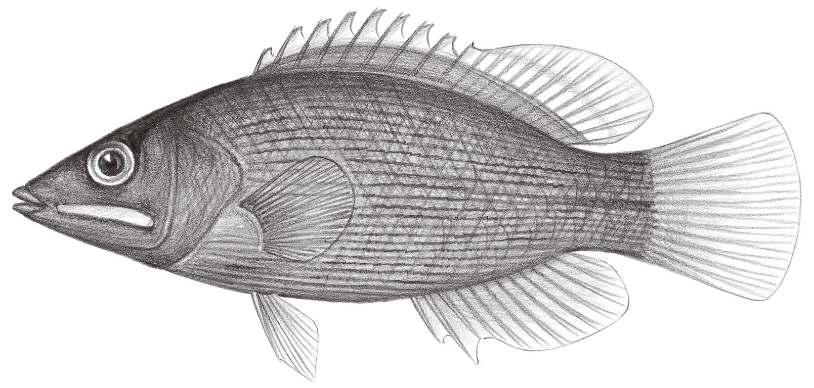 1816.	姬擬唇魚 Pseudocheilinus evanidus Jenkins, 1901