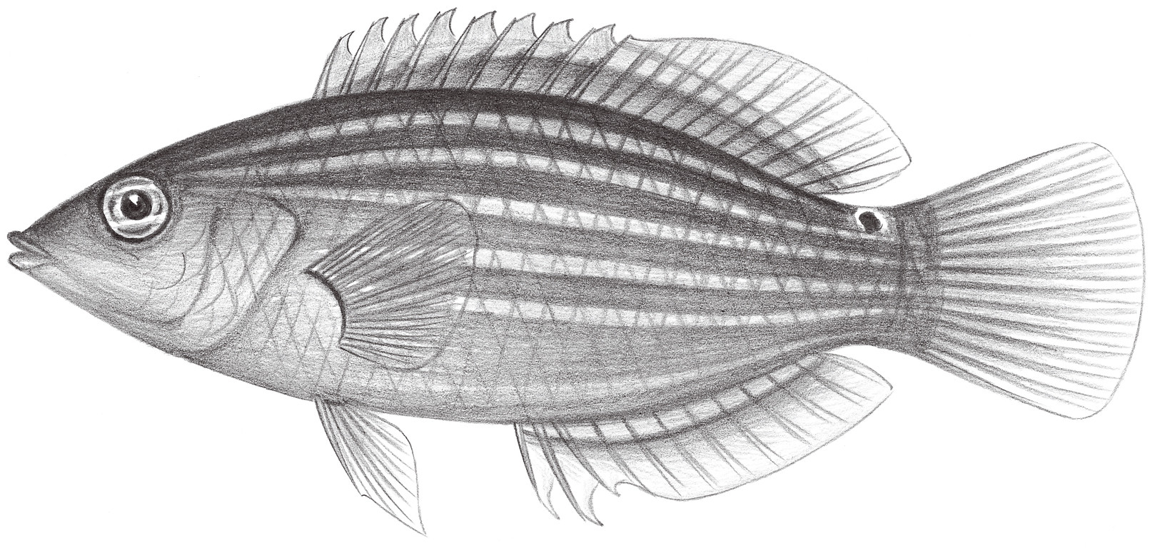 1817.	六帶擬唇魚 Pseudocheilinus hexataenia (Bleeker, 1857)