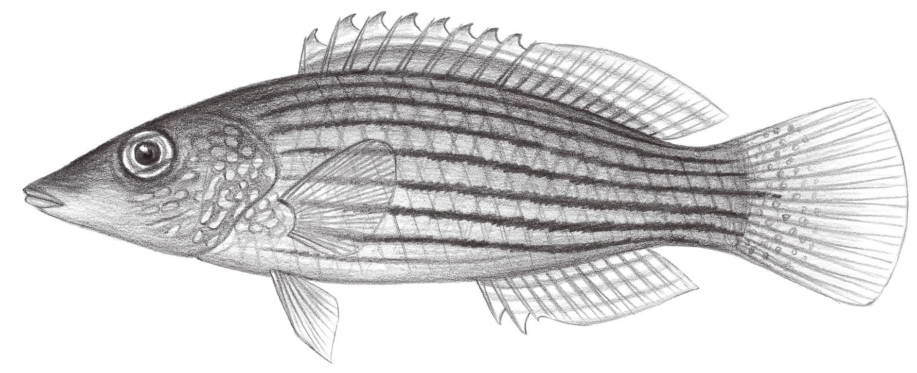 1818.	條紋擬唇魚 Pseudocheilinus octotaenia Jenkins, 1900