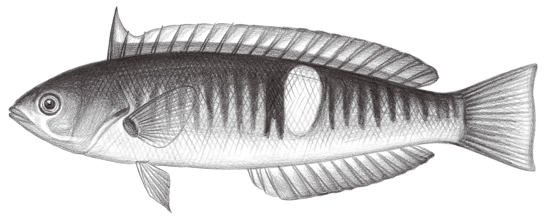 1819.	布氏擬盔魚 Pseudocoris bleekeri (Hubercht, 1876)