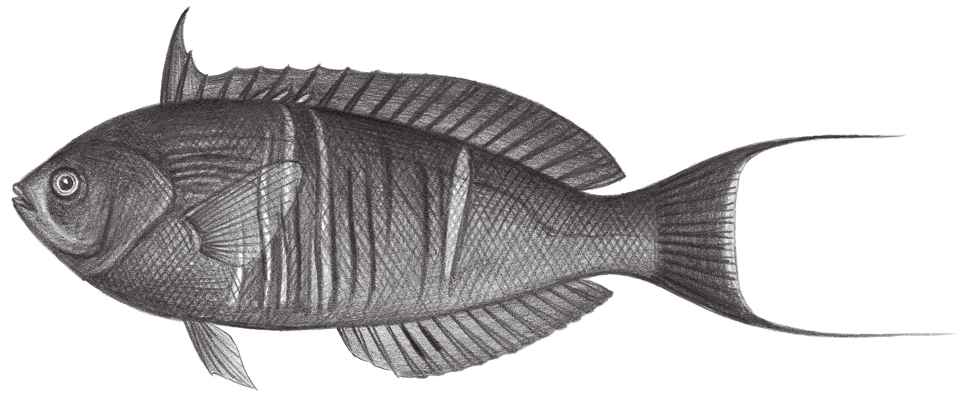 1820.	異鰭擬盔魚 Pseudocoris heteroptera (Bleeker, 1857)