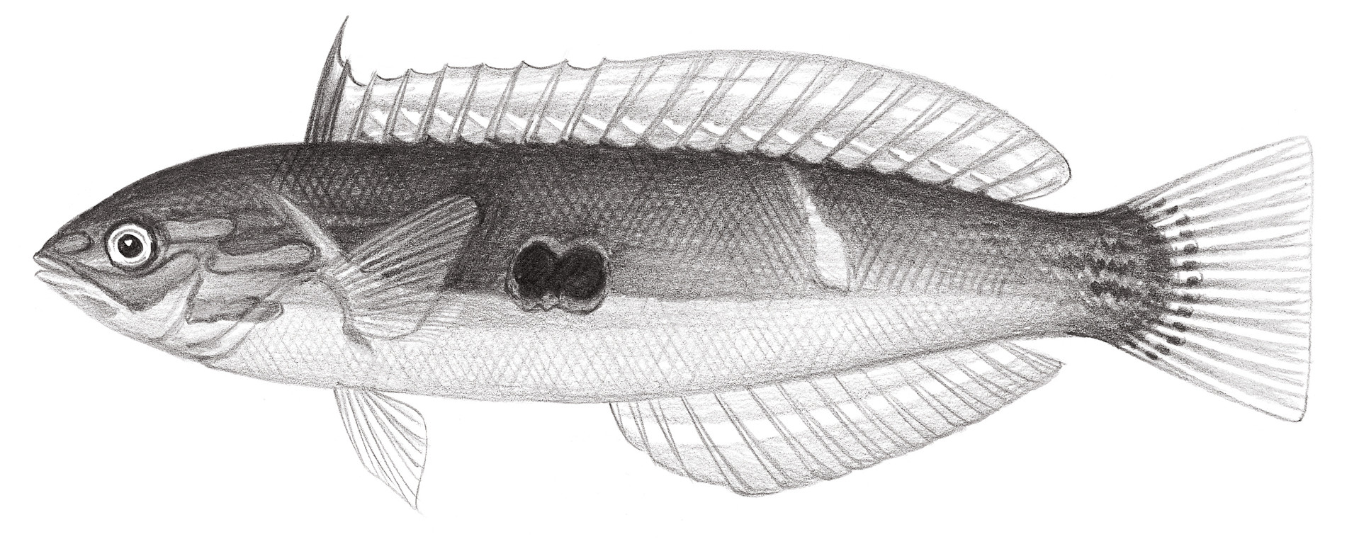 1821.	眼斑擬盔魚 Pseudocoris ocellata Chen & Shao, 1995