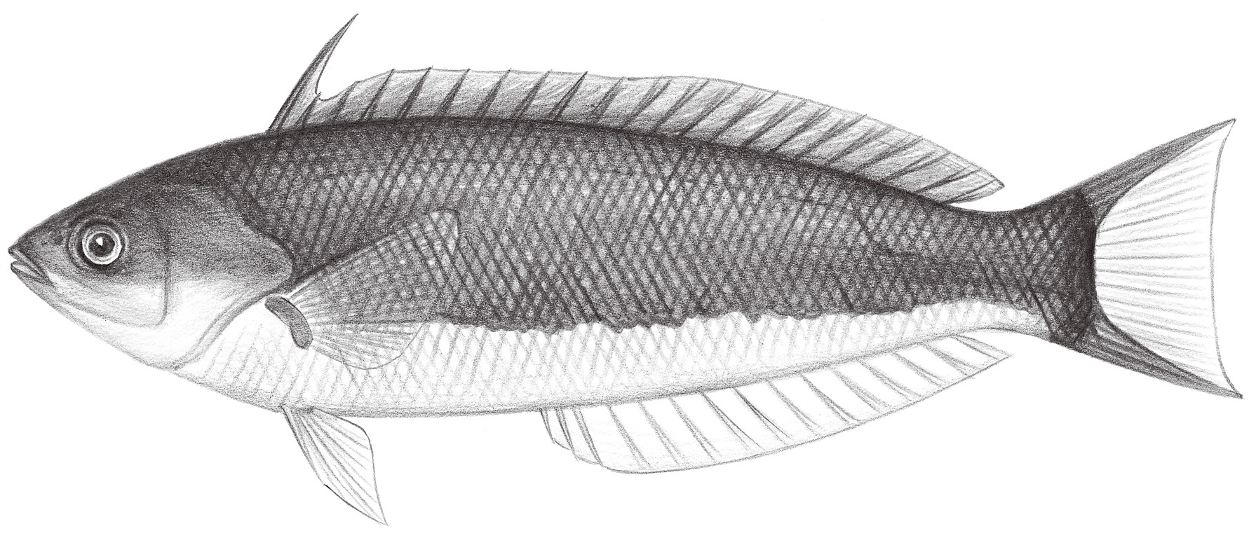 1822.	擬盔魚 Pseudocoris yamashiroi (Schmidt, 1930)