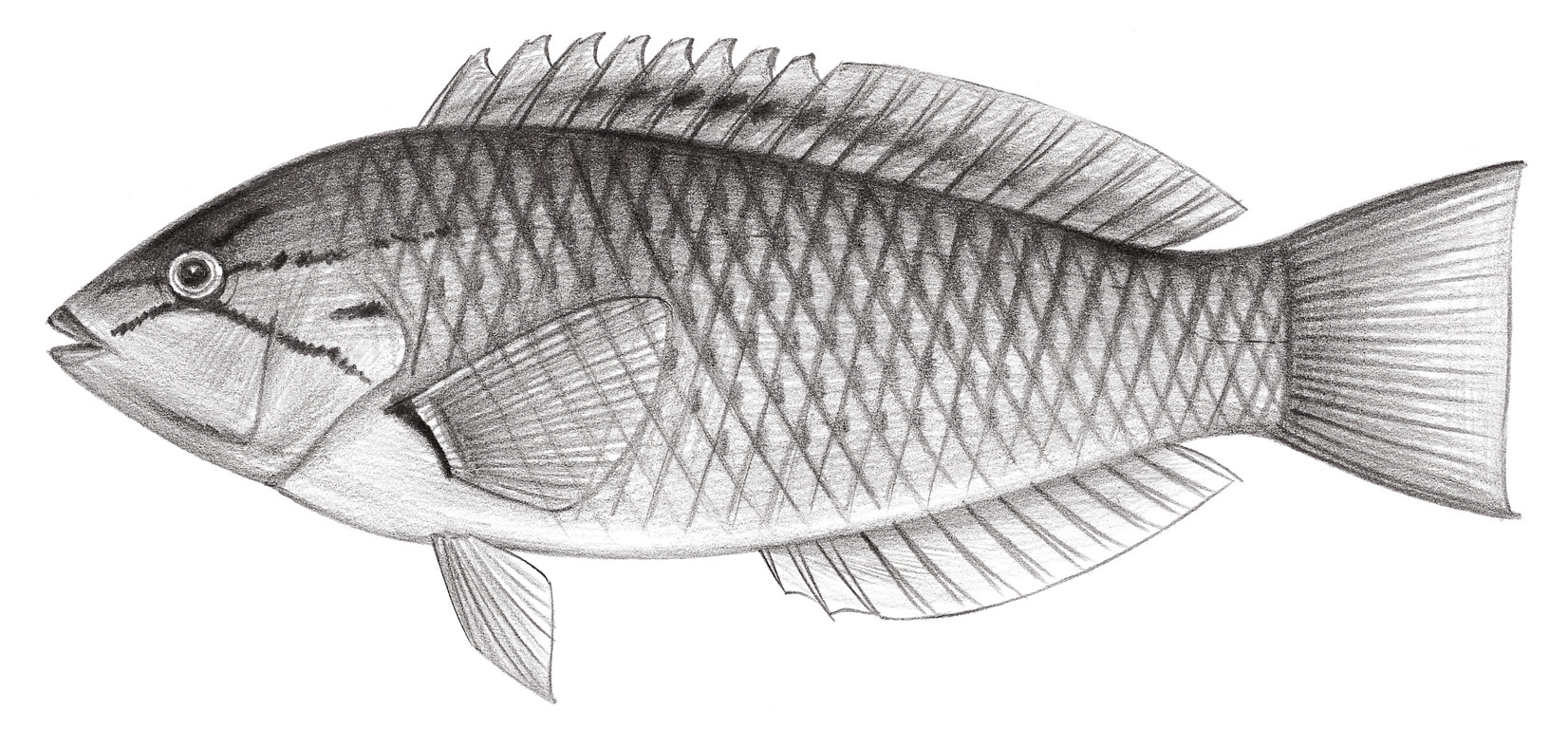 1824.	日本擬隆頭魚 Pseudolabrus eoethinus (Richardson, 1846)