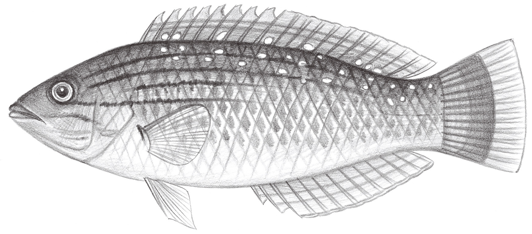 1825.	塞氏擬隆頭魚 Pseudolabrus sieboldi Mabuchi & Nakabo, 1997