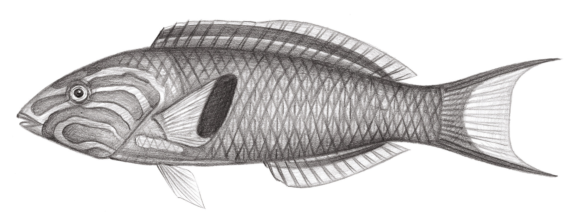 1838.	黃衣錦魚 Thalassoma lutescens (Lay & Bennett, 1839)