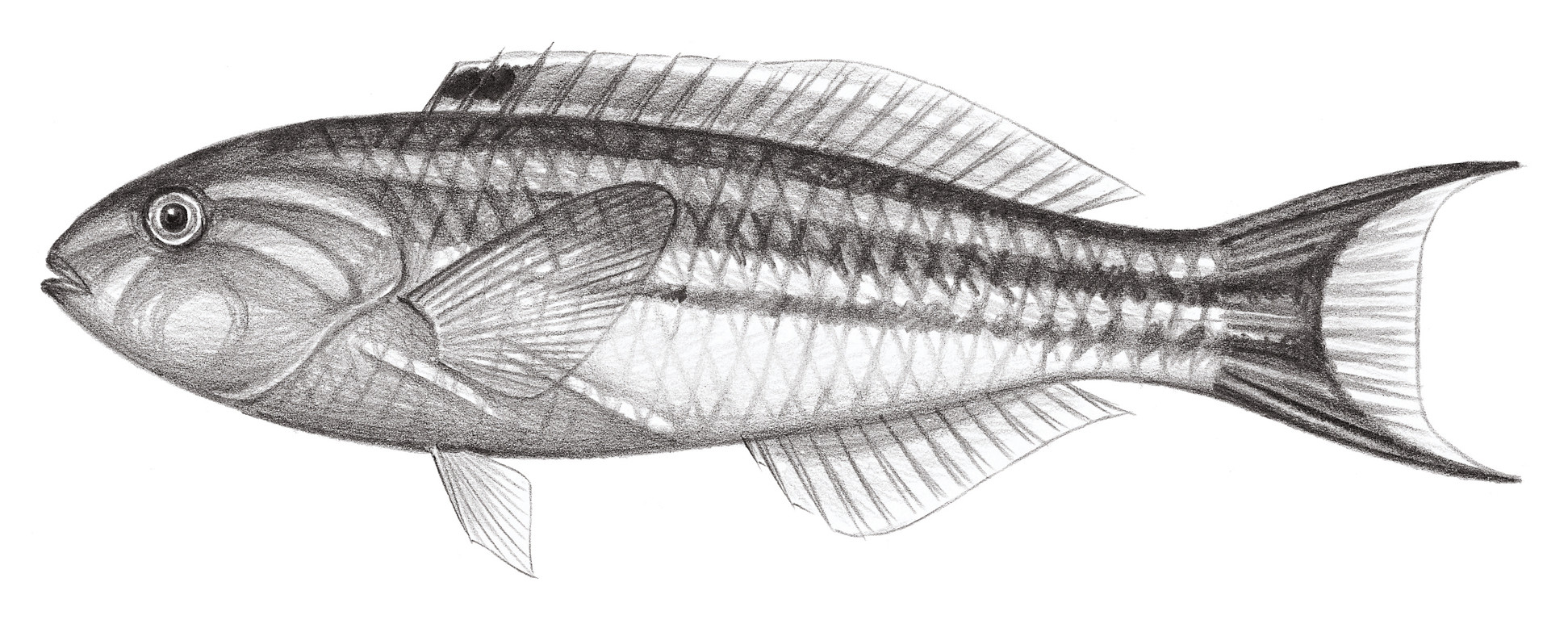 1841.	五帶錦魚 Thalassoma quinquevittatum (Lay & Bennett, 1839)