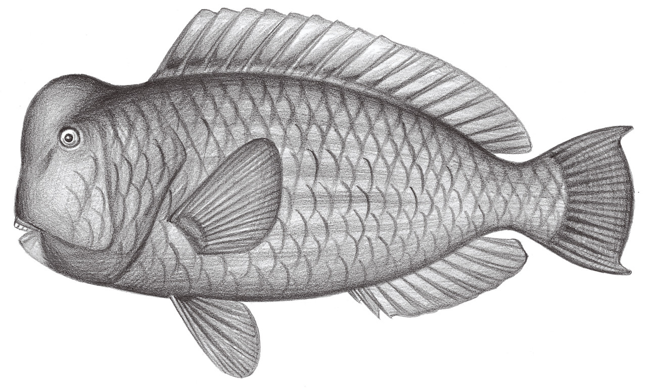 1851.	隆頭鸚哥魚 Bolbometopon muricatum (Valenciennes, 1840)